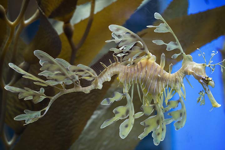 Der Fetzenfisch ist eines der merkwürdigsten Tiere der Welt