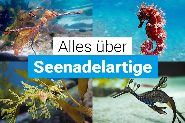 Alles über Seenadelartige