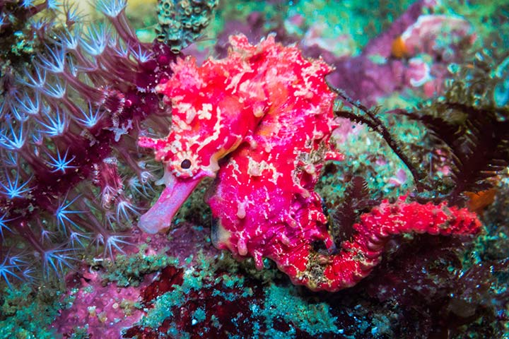 Rotes Seepferdchen