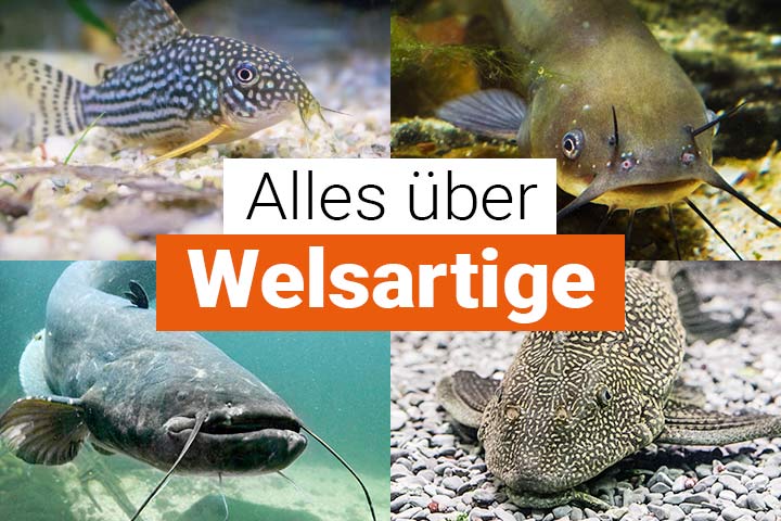 Alles über Welsartige