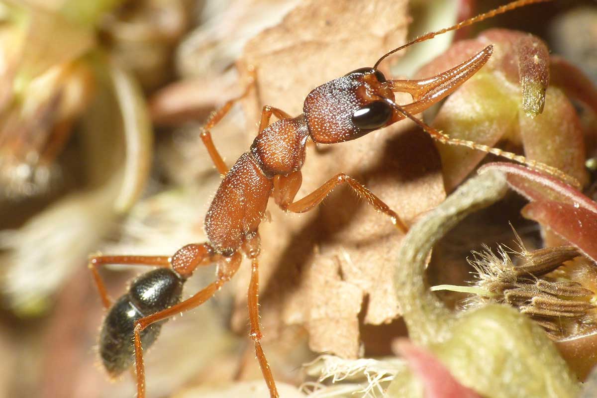 Harpegnathos saltator