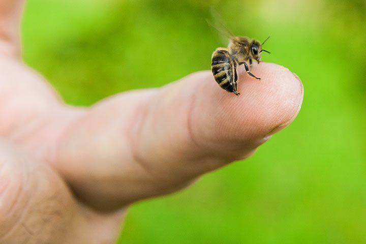 Bienen-Stachel