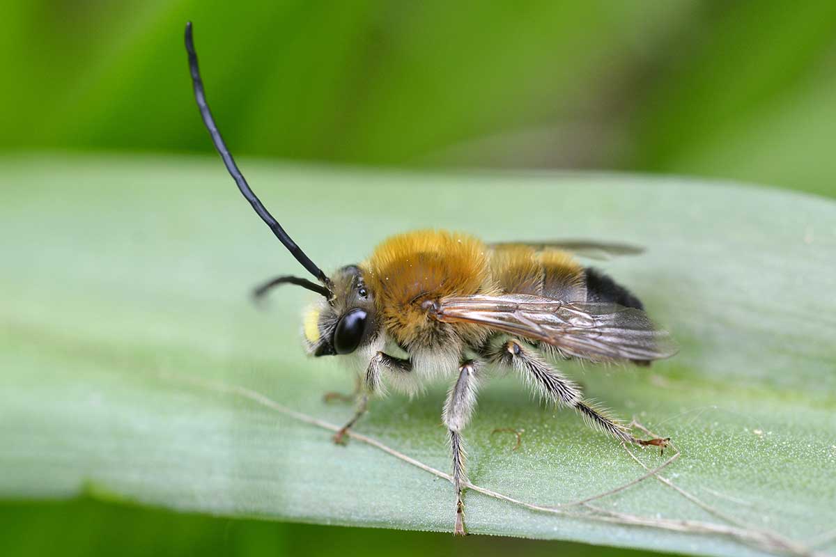 Mai-Langhornbiene