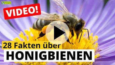 Honigbiene-Video - 28 Fakten über Honigbienen
