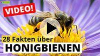 Video Honigbiene