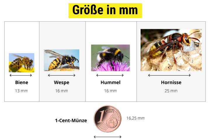 Körpergröße