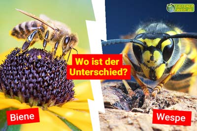 Biene oder Wespe - Wo ist der Unterschied?