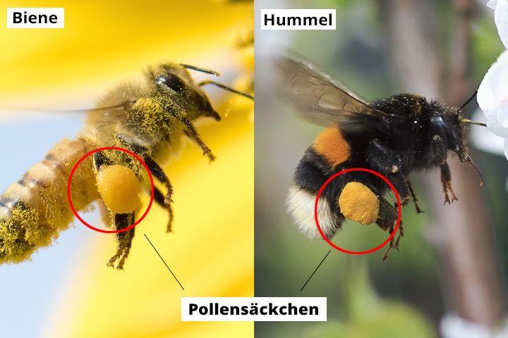 Pollensäckchen