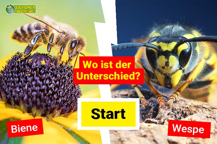 Honigbienen