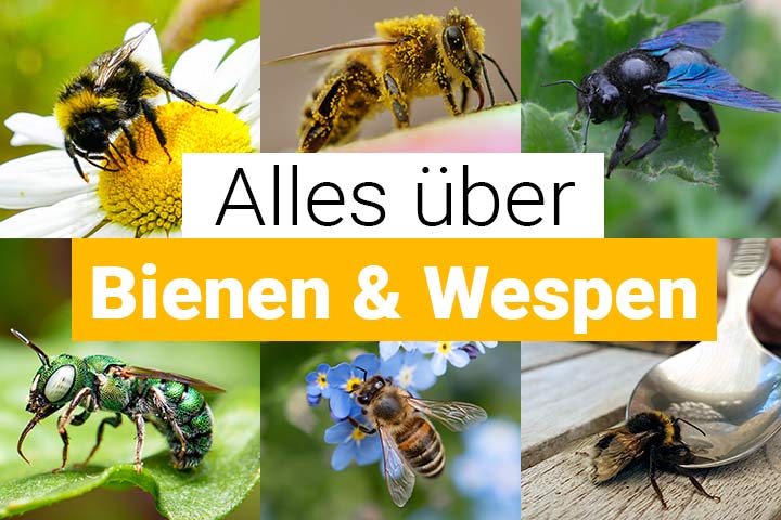 Alles über Bienen und Wespen