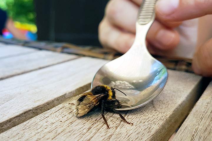 Eine entkräftete Hummel wird mit Zuckerwasser gefüttert