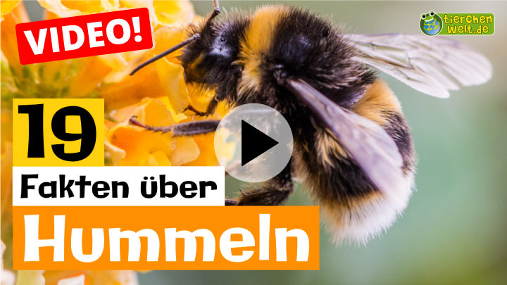 Video Hummel