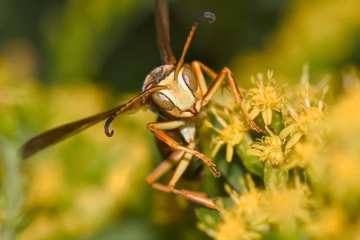 Goldene Feldwespe