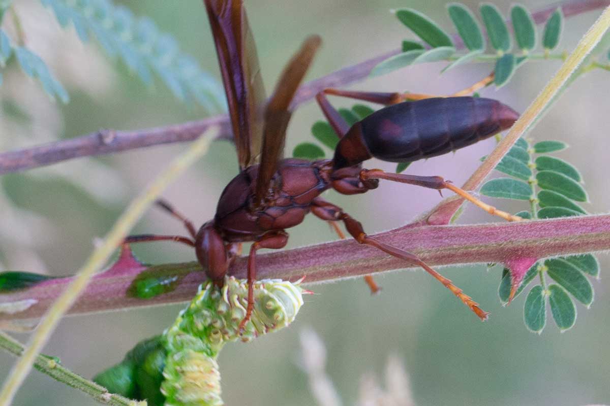 Polistes canadensis