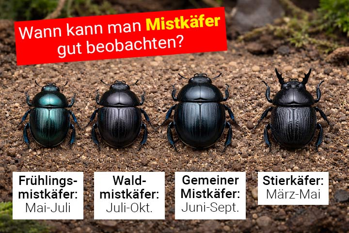 Wann kann man Mistkäfer beoachten?