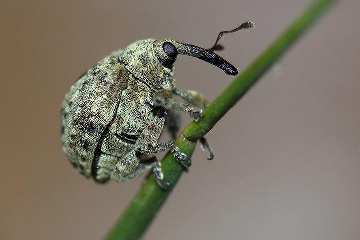 Garten-Blattschaber