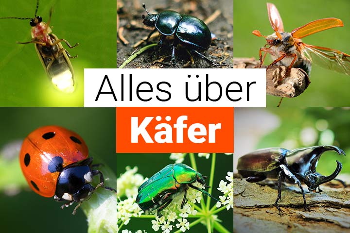 Alles über Käfer