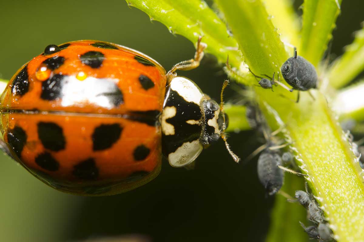 Asiatischer Marienkäfer