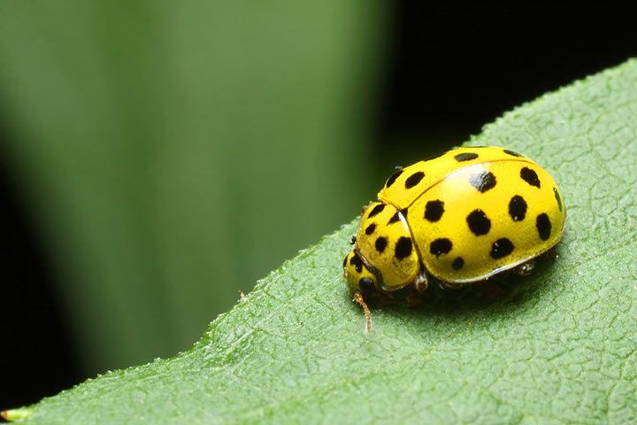 Marienkäfer