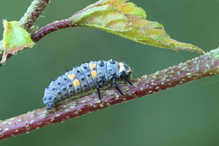 Marienkäfer