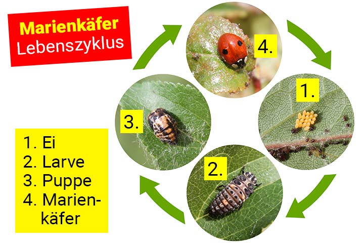 Lebenszyklus des Marienkäfers