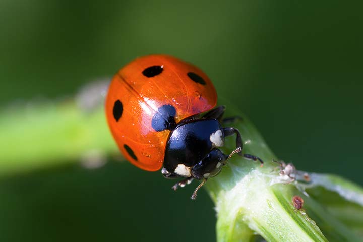 Siebenpunkt-Marienkäfer