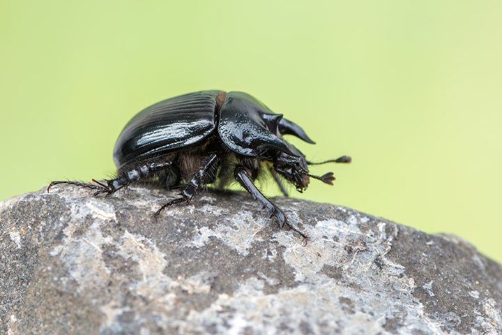 Stierkäfer