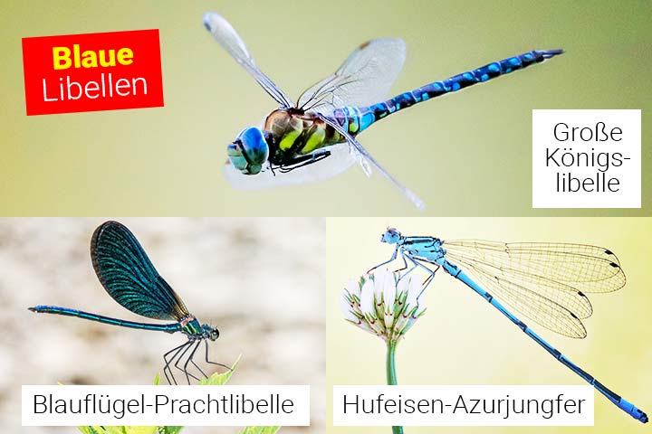 Blau sind die Große Königslibelle, die Blauflügel-Prachtlibelle und die Hufeisen-Azurjungfer