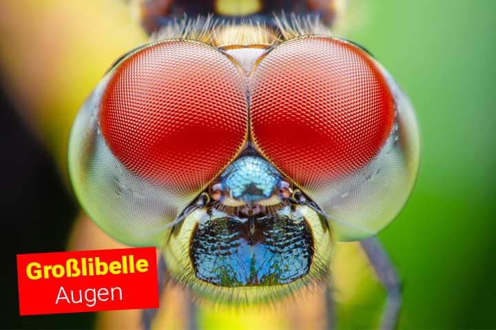 Die Augen der Großlibelle stehen nahe beieinander