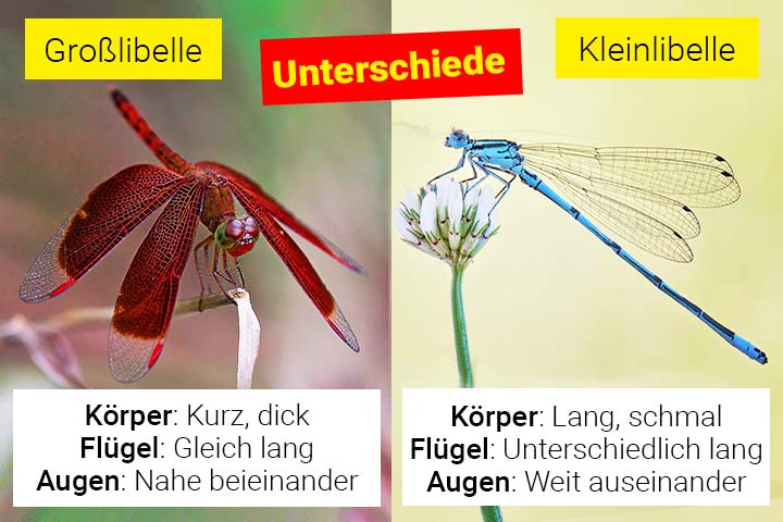 Großlibelle oder Kleinlibelle – Wo ist der Unterschied?