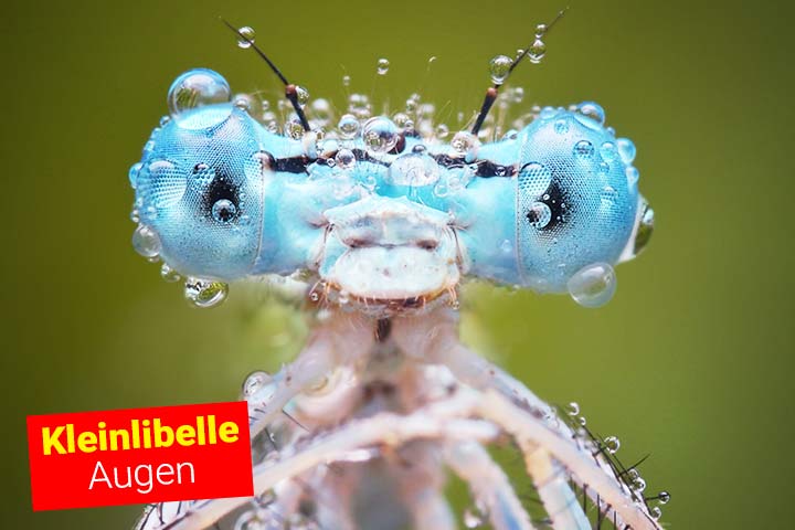 Die Augen der Kleinlibelle stehen weit auseinander