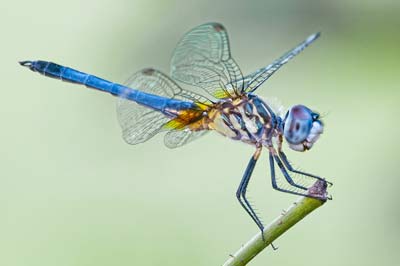 Libelle