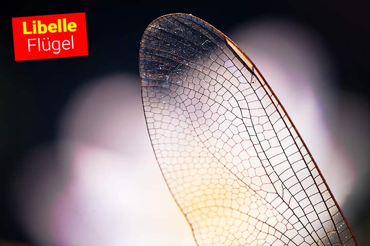 Die Flüge einer Libelle haben netzartige Strukturen