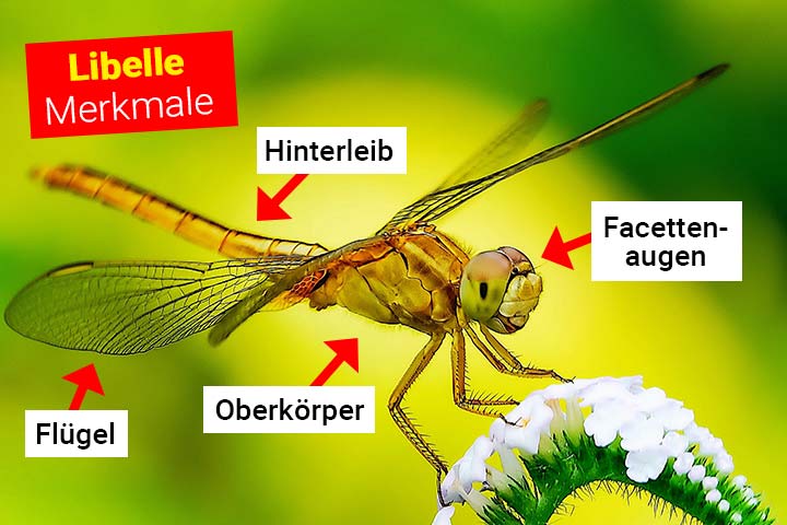 Libelle Merkmale