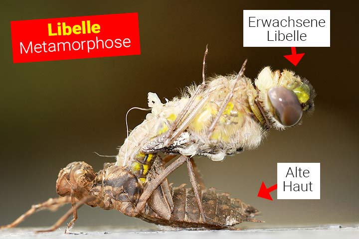 Eine Libelle schlüpft aus ihrer zu klein gewordenen Haut