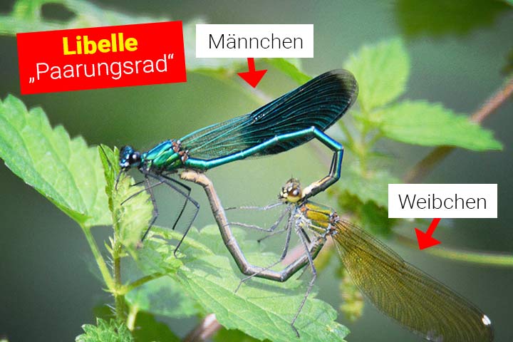 Wenn sich Libellen paaren, formen sie ein Paarungsrad