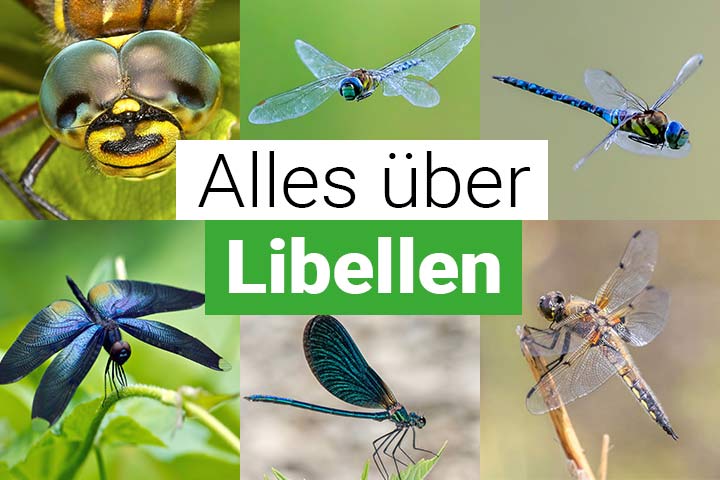 Alles über Libellen