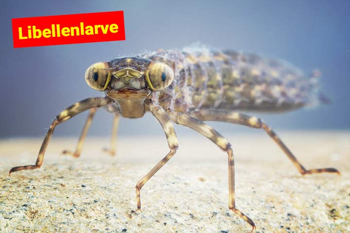 Die meiste Zeit leben Libellen als Larve