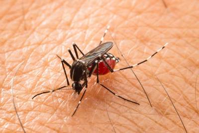 Mücken haben Lieblingsfarben – Wer sie kennt, kann Mückenstiche vermeiden