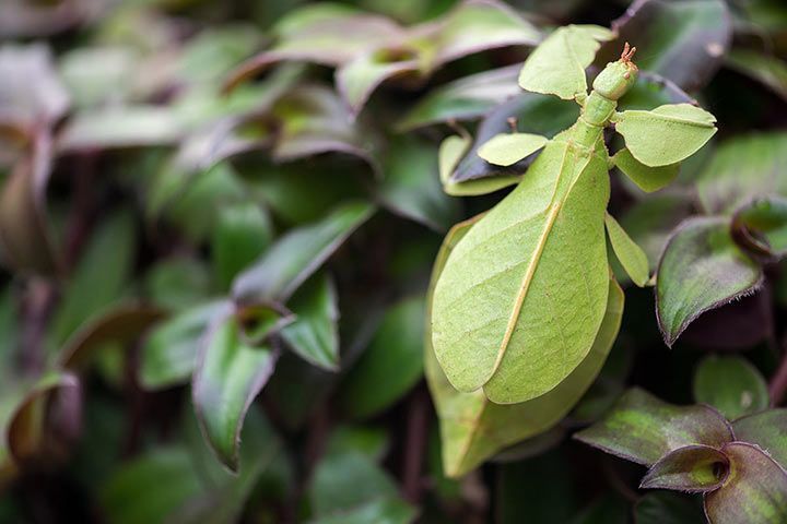 Wandelndes Blatt