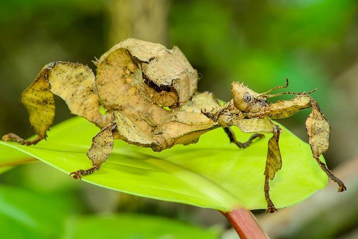 Wandelndes Blatt