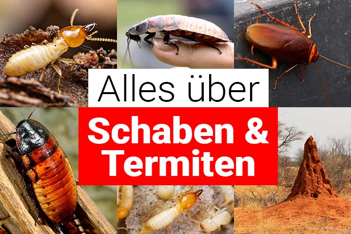 Alles über Schaben und Termiten