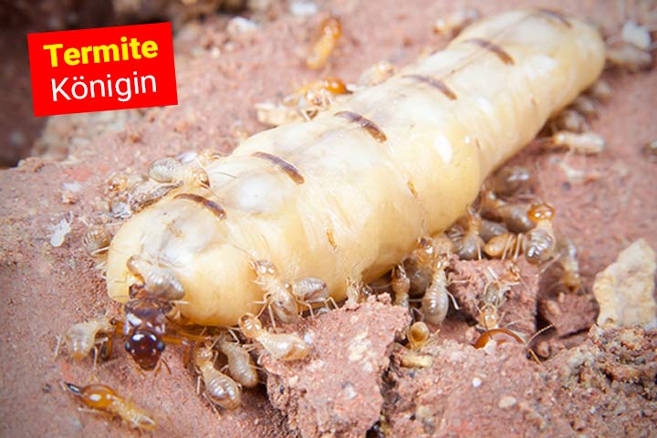 Termitenkönigin Termitenkönigin