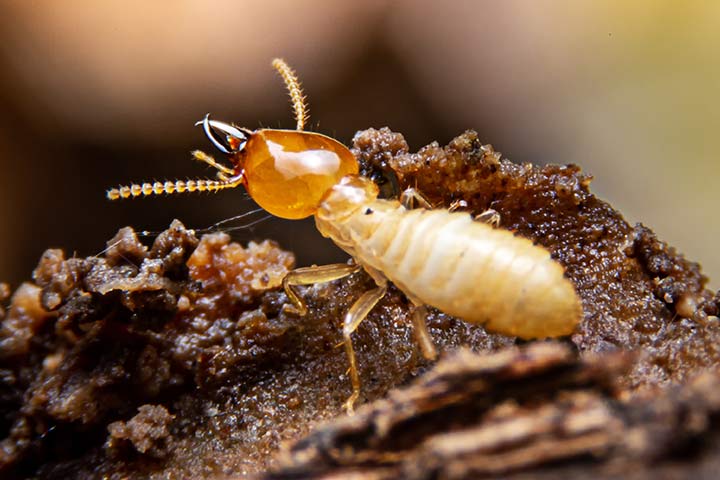 Termite Termite