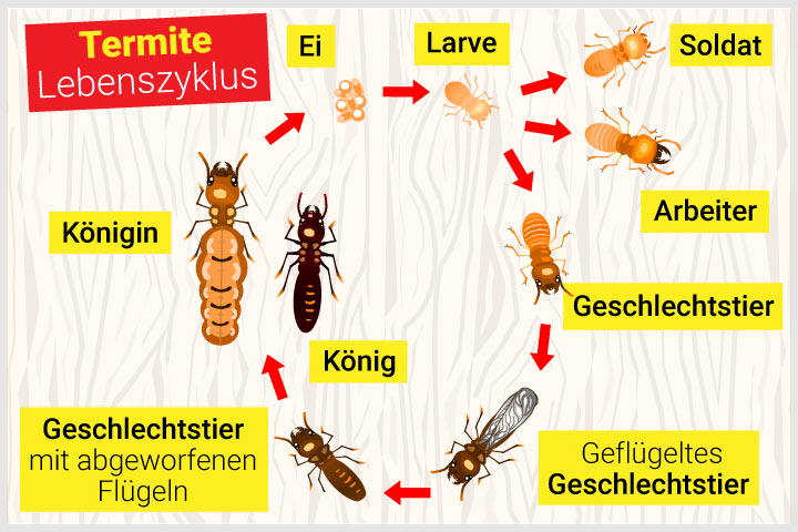 Lebenszyklus der Termiten Lebenszyklus der Termiten