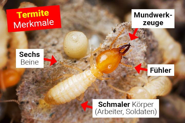 Termite Körperbau und Aussehen Termite Körperbau und Aussehen