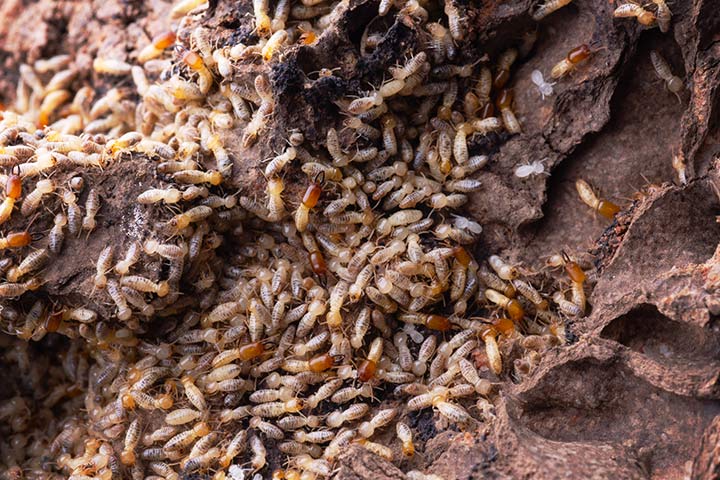 Termitenkolonie Termitenkolonie