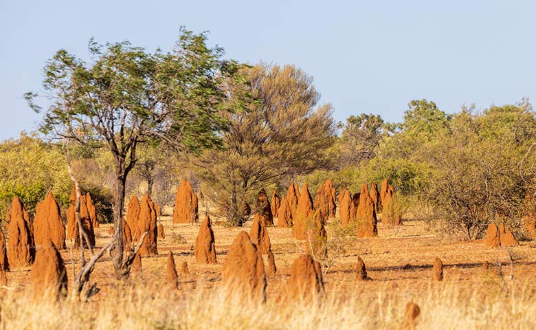 Termitenhügel Termitenhügel