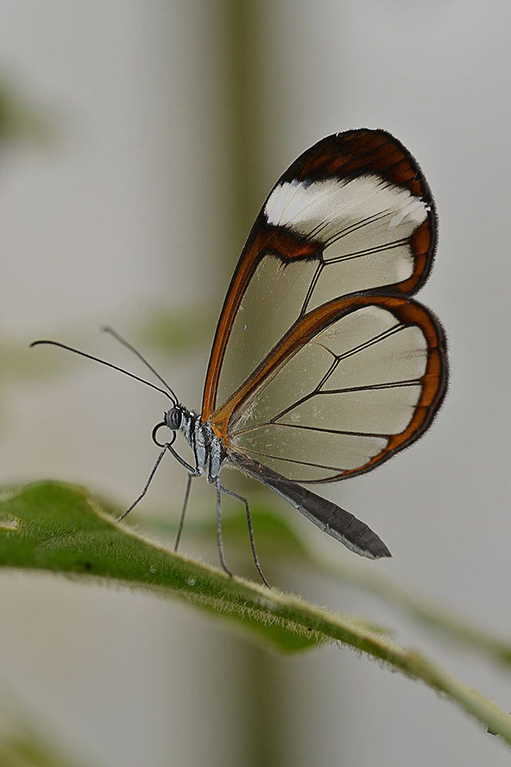 Glasflügler