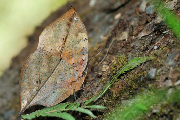 Indischer Blattschmetterling